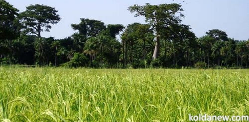 Lancement d'une nouvelle variété de riz performante "Nerika", pour booster le secteur