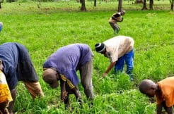 Développement de la riziculture pluviale : Les acteurs de la filière en conclave à Kolda