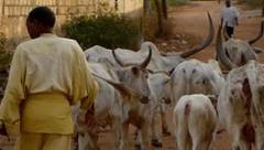 COMMUNE DE SARE YOBA : Un mendiant assis sur une chaise en or