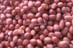 Le quota des semences passe de 5.000 à plus de 6.000 tonnes à Kolda