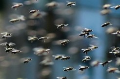 Saré Bodio (Vélingara) : un homme tué par une attaque d’un essaim d’abeilles