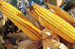 Le surplus inopiné de la production agricole aux USA est un cauchemar pour les agriculteurs