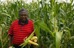 LAIT ET CERALES LOCALES A KOLDA : Vers la professionnalisation et le réseautage des producteurs