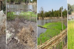 La riziculture de contre saison : l’expérience de Saré Mansaly