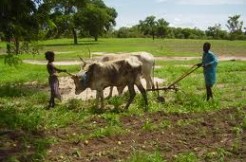 MECANISATION DES PRODUCTEURS : 16 000 unités vont être bientôt réceptionnées (Ministre)