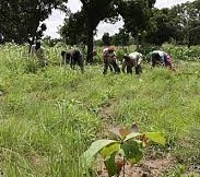 Kolda. Les cultures se portent biens