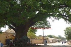 Journée nationale de l’arbre à Kolda