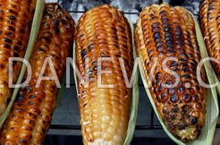 Kolda : les premières récoltes de maïs sur le marché