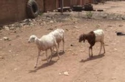 DIVAGATION DES ANIMAUX A KOLDA : L’arrêté du maire foulé aux pieds par les éleveurs ?