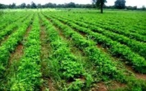 VELINGARA : Processus d’élaboration de la charte du domaine irrigué du bassin de l’anambé à PAKOUR