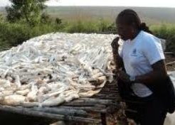 La FAO installe des unités de transformation du manioc au Sud-Kivu