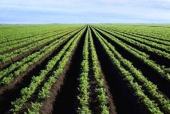 Un officiel américain attendu au Mozambique pour promouvoir l’agriculture