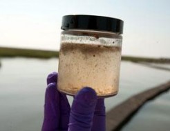 Microbes et eaux usées remplaceront-ils le photovoltaïque?