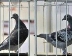 La douane chinoise a saisi plus de 1.600 pigeons de compétition belges