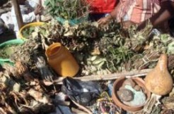 Médecine traditionnelle : un tradipratidien dénonce encore l’absence de cadre juridique