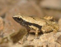 Voici la grenouille qui entend par la bouche