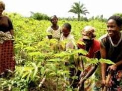 Plaidoyer pour une hausse des investissements dans l’agriculture africaine