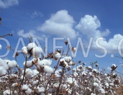 Relance de la filière cotonnière à Kolda  : « Solidaridad » met 761 925 000 francs sur la table