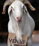 Tabaski 2016 : 76 922 moutons vers Dakar et les régions