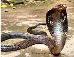 DRAME A NIMAYA : Une femme décède à la suite d’une morsure de serpent
