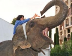 Stéphanie trompe énormément ! – Langue de VIP