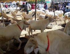 Sénégal : L’acte 1 de la Tabaski