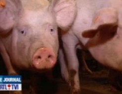 Calamars faits d’anus de porcs: une fausse info