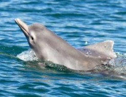 Une nouvelle espèce de dauphin découverte en Australie