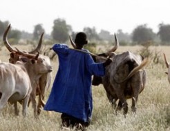 En Guinée-Conakry un conflit entre chasseurs et éleveurs devient critique