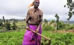 BIGNARABE :Oumou Kane Traoré préconise l’Agriculture comme alternative à l’émigration clandestine