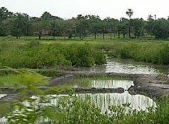 Bassin de l’Anambé : Le décollage passe par la restructuration de La FEPROBA