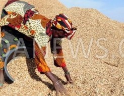 Le prix du kilogramme d’arachide est fixé à 200 Fcfa par le CNIAS pour la campagne de commercialisation agricole 2013-2014