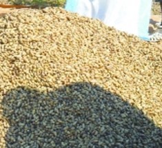 Campagne de commercialisation de l’arachide: l’Etat maintient le prix à 200 F CFA, malgré le refus des huiliers