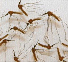 Lutte contre le Paludisme: des avancées notoires, mais insuffisantes pour l’éradication