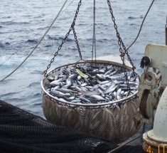 La Pêche industrielle illégale entre 2010-2012 estimée à 145 milliards FCFA de perte!