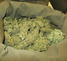 Magal de Touba: Un trafiquant de chanvre indien arrêté dans les cimetières