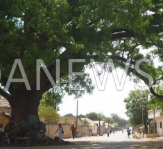 LE CAILCEDRAT : Une espèce végétale aux multiples vertus