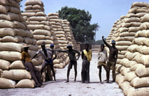 Déja 21.853 tonne d’arachides collectées en trois semaines de Campagne arachidière