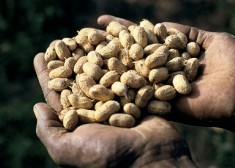 Entre reconstitution du capital semencier et commercialisation de l’arachide : Le cycle d’une gestion nébuleuse