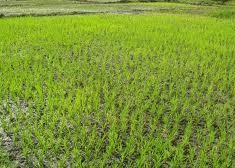 Saliou Sarr du CNCR est contre la disparition des communautés rurales