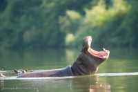 Tamba: Un hippopotame sème la terreur dans la localité de Gouloumbou
