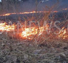 Entre le marteau et l’enclume, la forêt classée de Mawong crie au secours