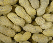 Diourbel : Catastrophique campagne arachidière 2013-2014 !