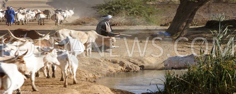 LUTTE CONTRE LE VOL DE BETAIL : Le Balantacounda met un blocus sur les routes menant en Guinée-Bissau