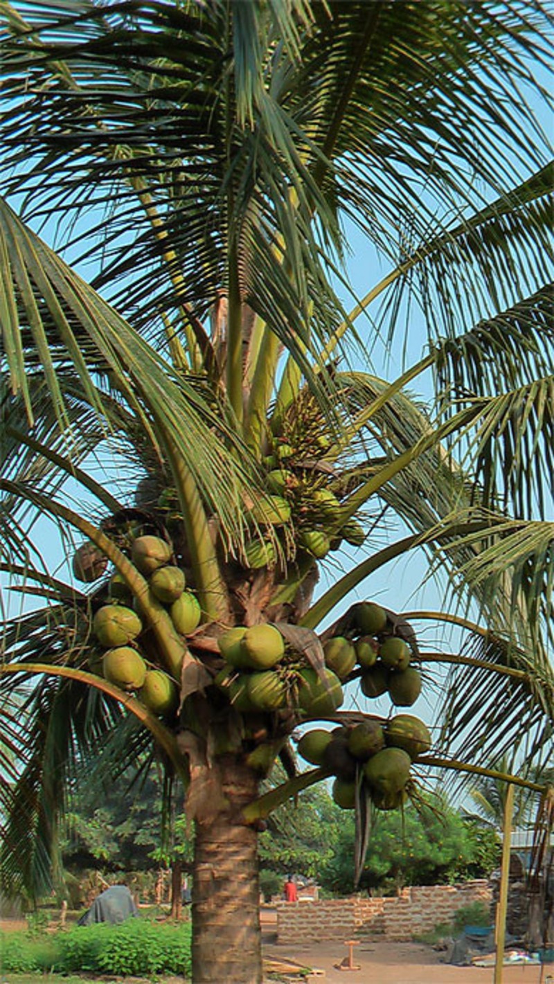 [Vidéo] L’Océanium receptionne cent mille pieds de cocotiers à la réserve de Bandia