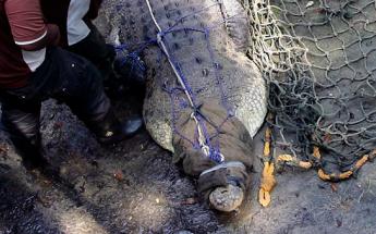 Un crocodile rare meurt par suffocation en plein accouplement