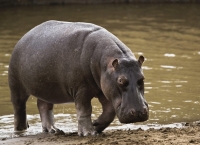 Gouloumbou : l’hippopotame fou à encore sévit, il a dévoré un homme