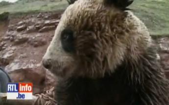 [vidéo] Des villageois sauvent un panda géant blessé
