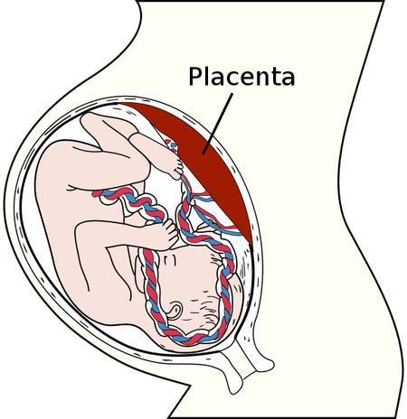 Des bactéries dans le placenta responsables des naissances prématurées ?