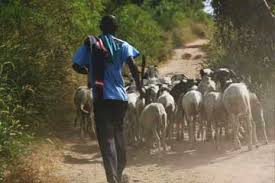 Lutte contre le vol de bétail au Sénégal : Macky Sall annonce des mesures drastiques